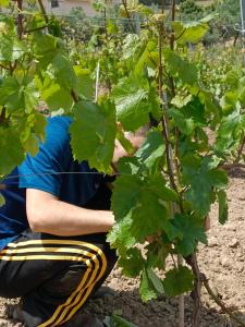 Cantina Marongiu img59