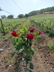 Cantina Marongiu img60