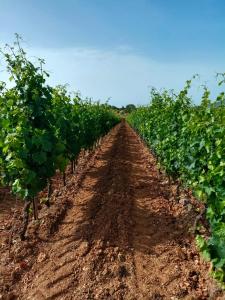 Cantina Marongiu img61