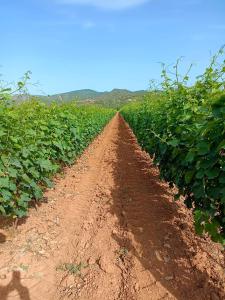 Cantina Marongiu img63