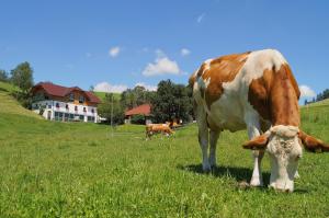 Löschgruberhof - Urlaub am Bauernhof