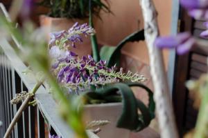 La Dimora degli ulivi