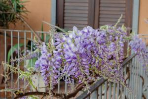 La Dimora degli ulivi