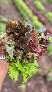 Barangata collections