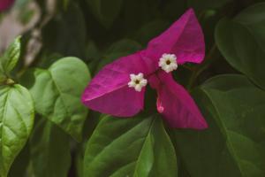 Hotel Boutique Bugambilias