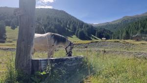 Chalets Chalet d-alpage au coeur du Parc naturel du Queyras - exceptionnel : photos des chambres