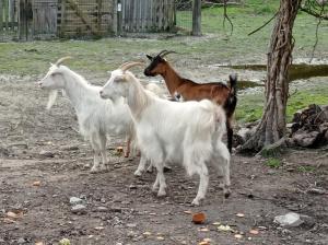 La villa Saint-Martin