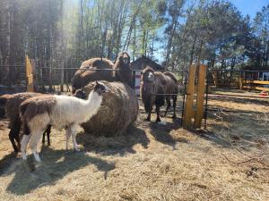 Domek w Zwierzęcym Azylu