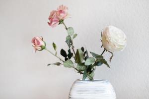 Belvedere Strandrose