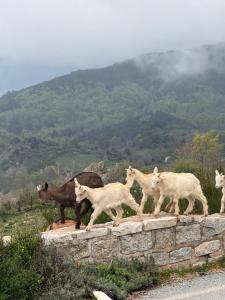 Maisons d'hotes Ferme auberge du col de la vaccia : photos des chambres