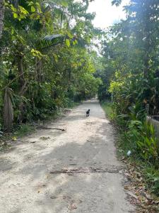 Big Papa Surf Siargao