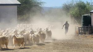 Rietfontein farmstay