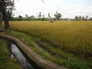 Goddess Resort Ubud