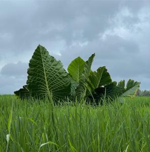 Baia Nest TURINGAN Loft, Self-Service Breakfast, Near the Beach, Pet Friendly with a Fee