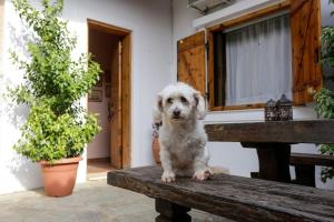 Marousas Country House 12 minutes from Athens Airport