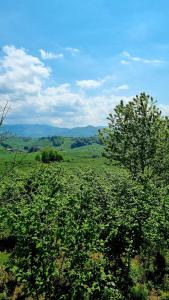 Akçakoca Vineyard House Private Garden in Nature