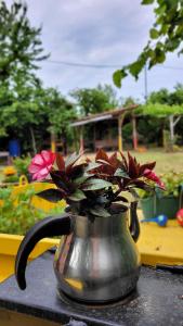 Akçakoca Vineyard House Private Garden in Nature