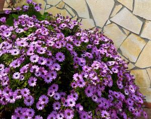 CASA DON TOTO APARTMENT - Family & Comfort Retreat in quiet residential area - Anzio