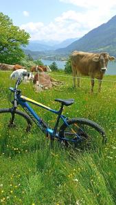 "Löwenzahn", Oberstaufen-Wiedemannsdorf