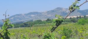 B&B / Chambres d'hotes Le Bonheur a Ventoux : photos des chambres