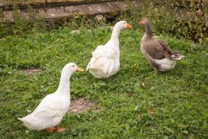 B&B / Chambres d'hotes CHATEAU du PERRAY : photos des chambres