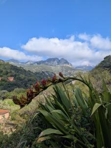Maison de famille entre mer & collines - Charme, citronniers et tranquillité - accès marche et sentier 3 min