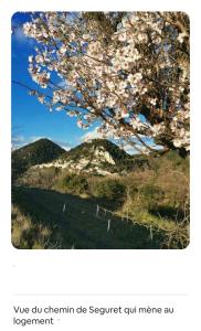 Appartements L-Olivet : Studio