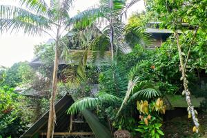 Paraíso Ayahuasca Hotel & Tours