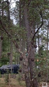 The best stay in the middle of the forest