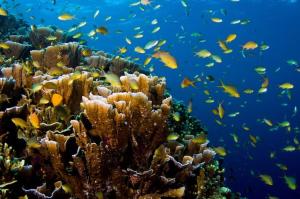 This is in El Nido Town and Just a 4-minute walk to the beach