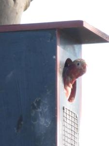 Mala Retreat, Shiraz Suite 5 Star Immaculate and Comfortable