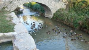 El Freixe de lYlla