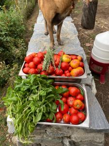 B&B / Chambres d'hotes Casa Rosa : photos des chambres