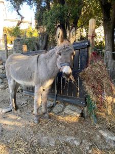 B&B / Chambres d'hotes Casa Rosa : photos des chambres