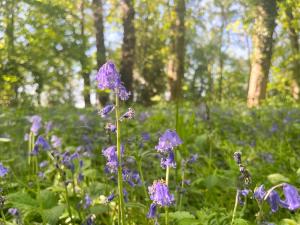 Cosy Countryside Apartment near hiking trails