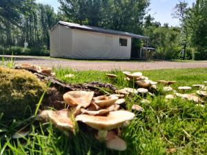 Campings Camping les Mancellieres : photos des chambres