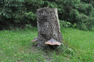 Finnhütte-mit dem Gesang der Vögel erwachen