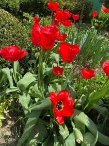 Karpatskyi Kalejdoskop