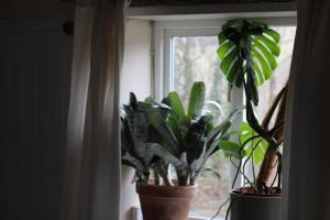Pretty sunny cottage, Machynlleth