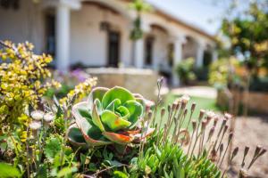Luxury Farmhouse Albufeira