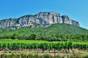 Maisons de vacances Charmant Mas au Pic-Saint-Loup : photos des chambres