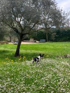 Hotels Hotel Le Moulin du Chateau : photos des chambres