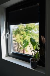 De Eend - Tiny house in de Zeeuwse Natuur
