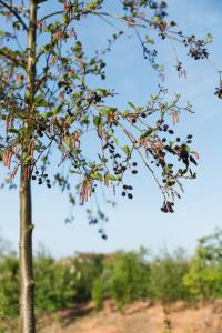 De Eend - Tiny house in de Zeeuwse Natuur