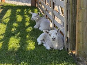 Field House Farm - Owl Lodge or Honey Pod - countryside stay near York