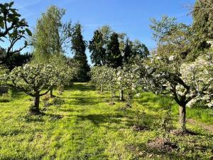 8-Bed Lotus Belle Mahal Tent in The Wye Valley