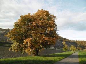 Maisons de vacances Maison standing vacances professionnel : photos des chambres