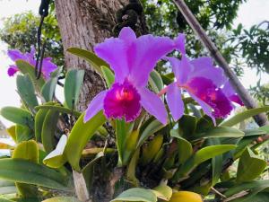 Hospedaje las margaritas