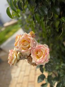 Villa Piscine Jacuzzi Saïdia 3 chambres