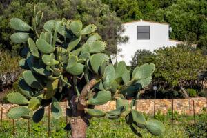 La PAVONCELLA 1 img27